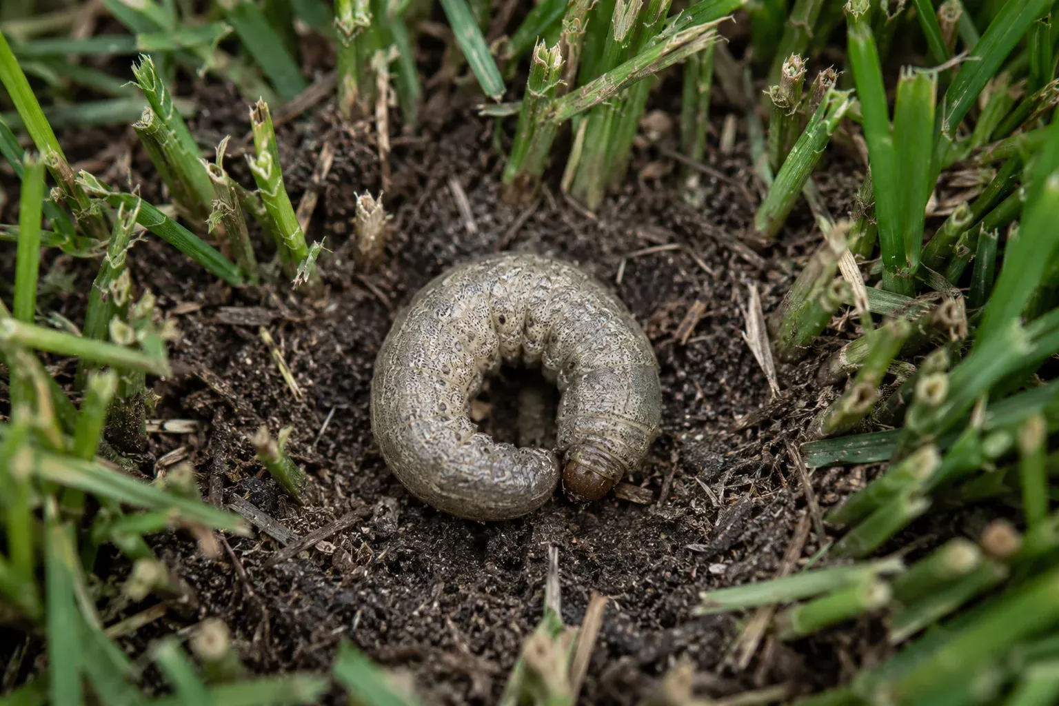 Chenille grise de noctuelle enroulée en C sur la terre au pied de brins de gazon coupés au ras