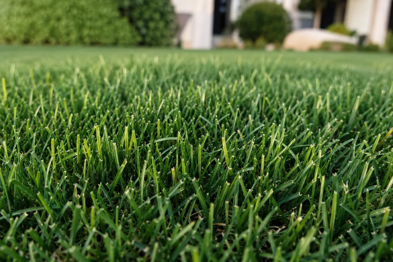 Gros plan d'un gazon dense de pâturin des prés vert franc, brins fins et tapis serré